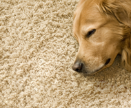 pet odors and stains